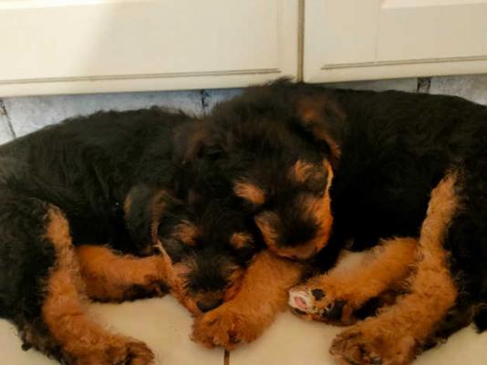 9adorable airedale puppies.